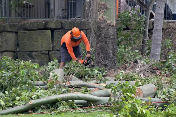 Trusted North Fair Oaks, CA Tree Removal Experts